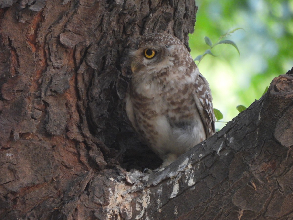 Spotted Owlet - ML620444415