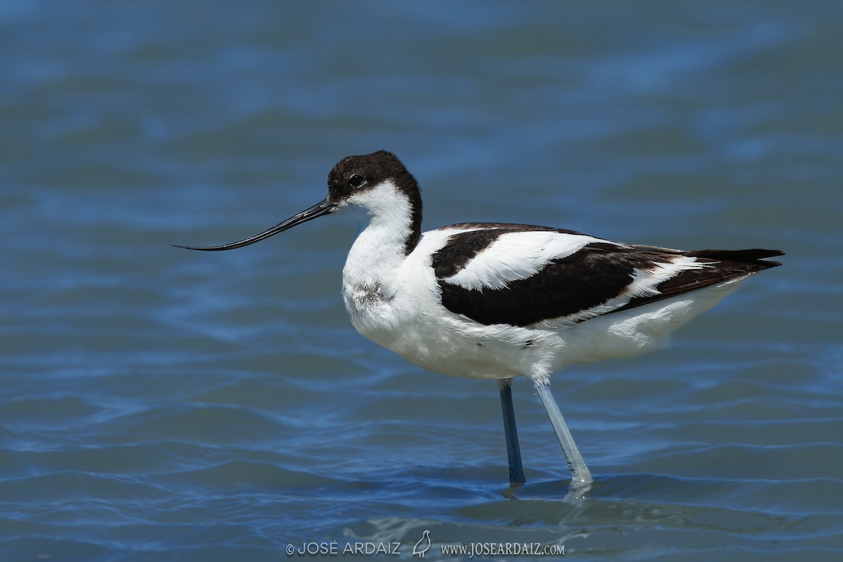 Pied Avocet - José Ardaiz Ganuza