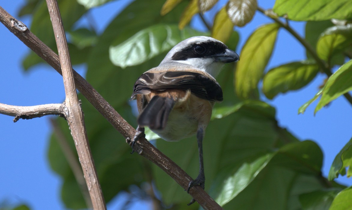 Long-tailed Shrike - ML620444420