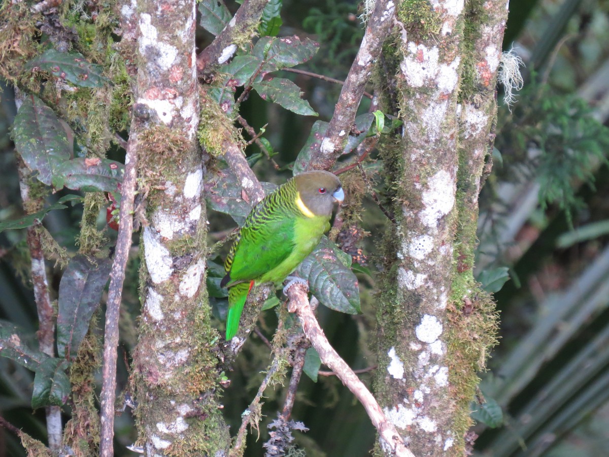 キクビワインコ - ML620444424