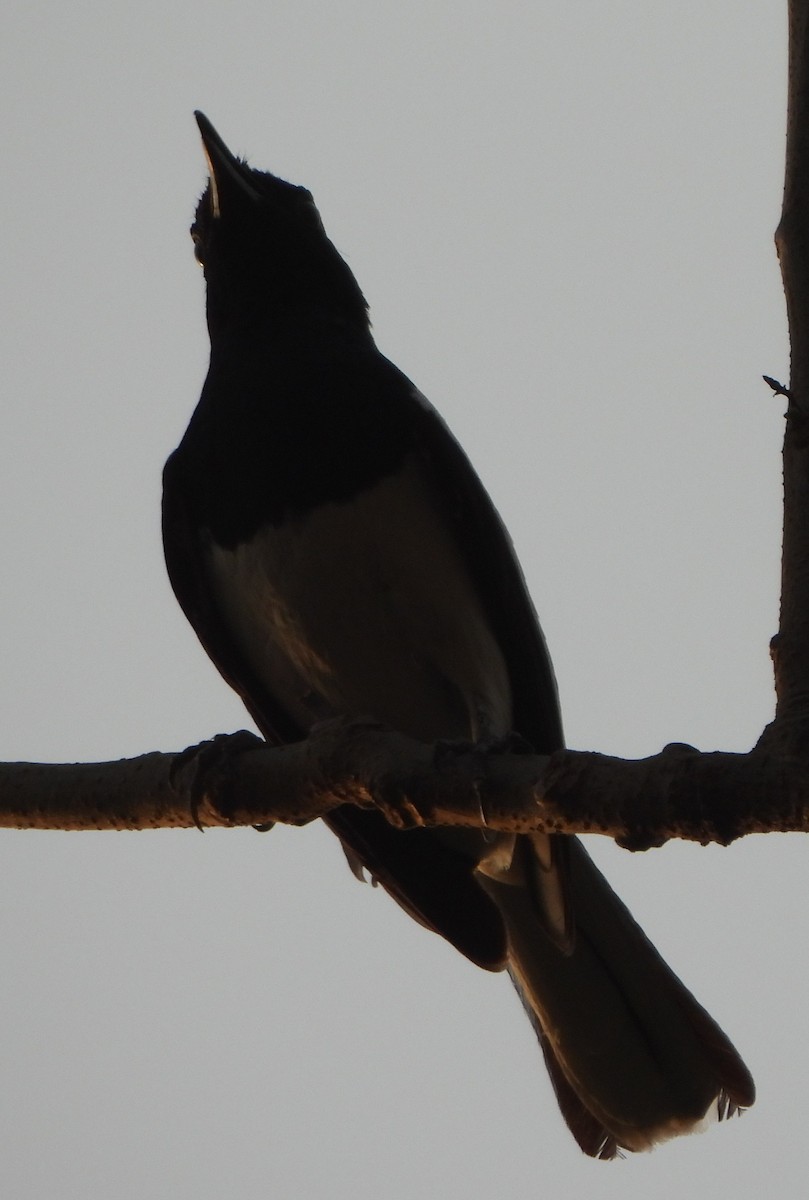 Oriental Magpie-Robin - ML620444426