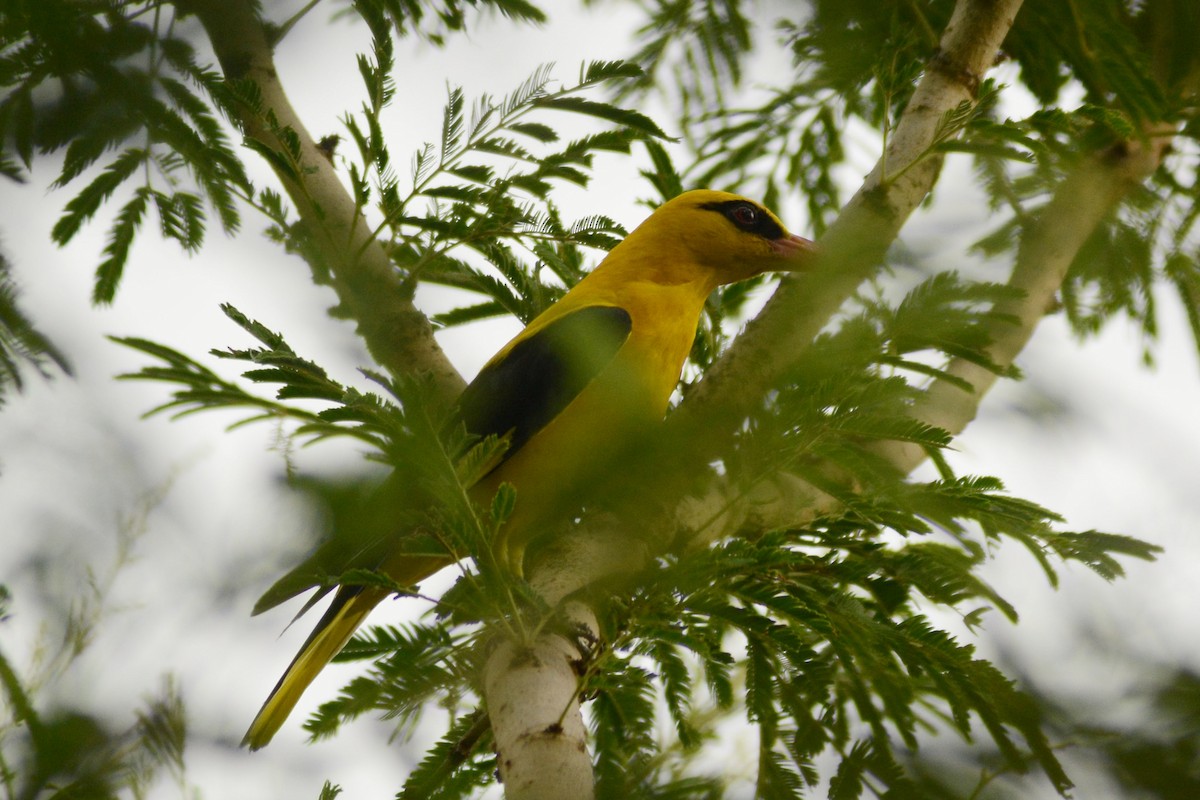 Indian Golden Oriole - ML620444431