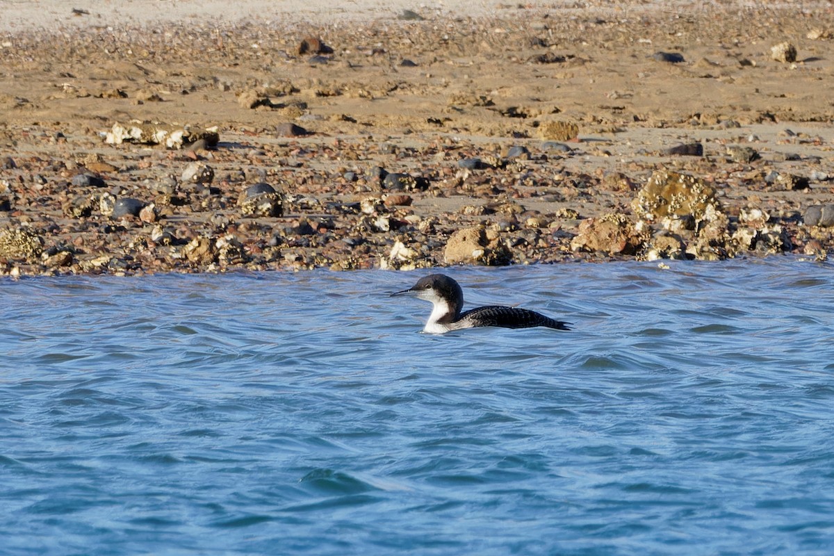 Pacific Loon - ML620444432