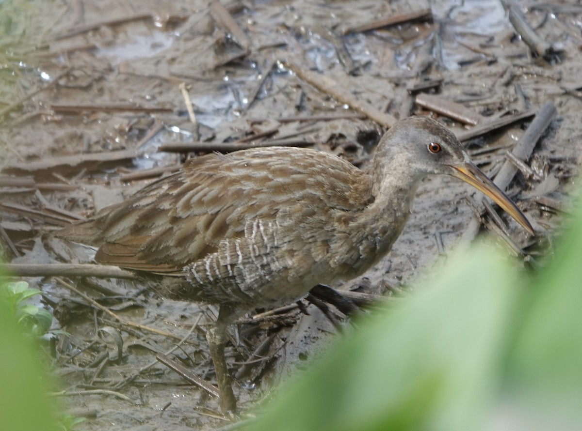 Clapper Rail - ML620444434