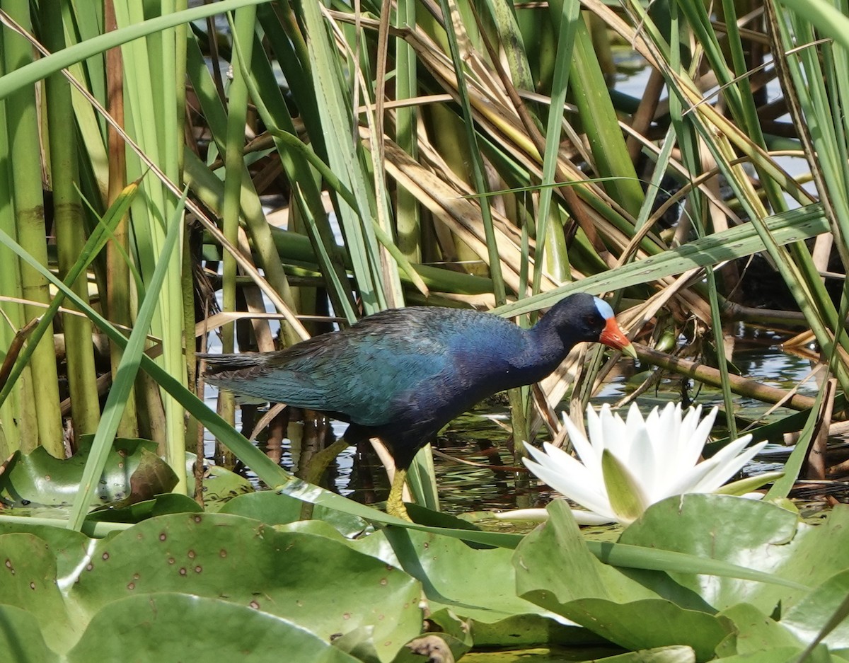 Purple Gallinule - ML620444446