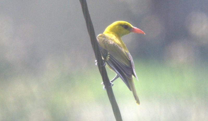 Indian Golden Oriole - ML620444449