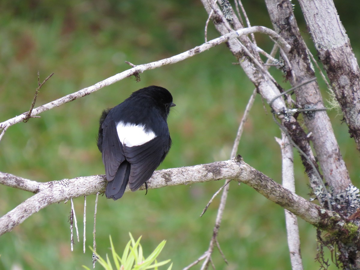 White-winged Robin - ML620444451