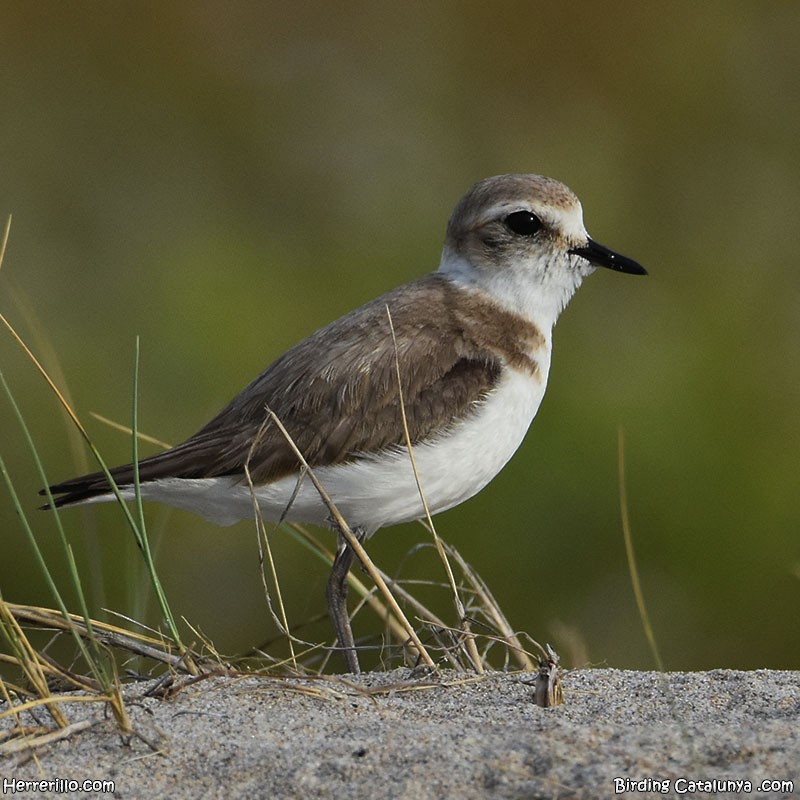 Kentish Plover - ML620444454