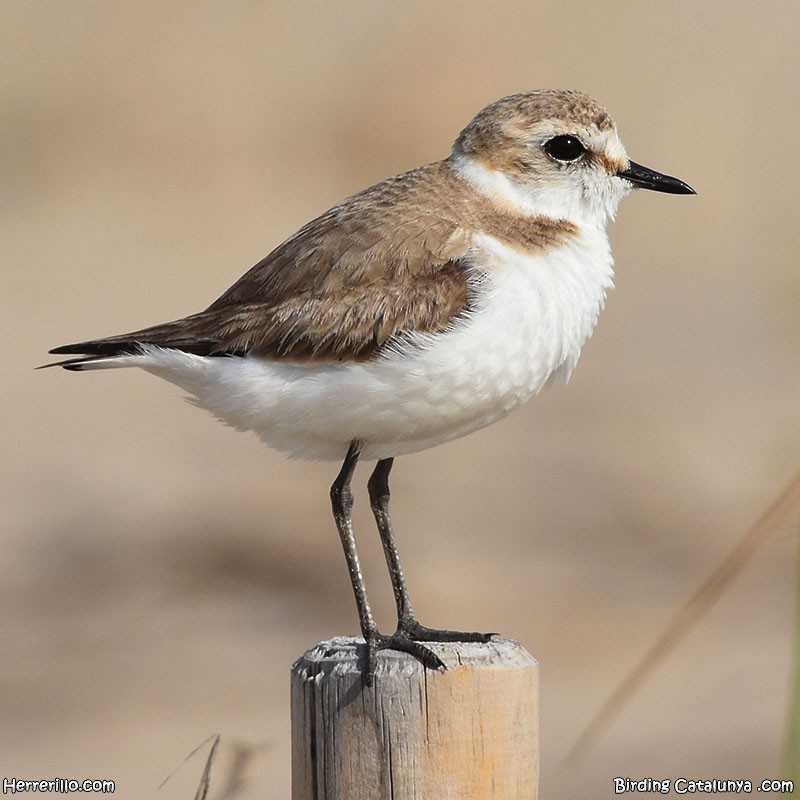 Kentish Plover - ML620444455