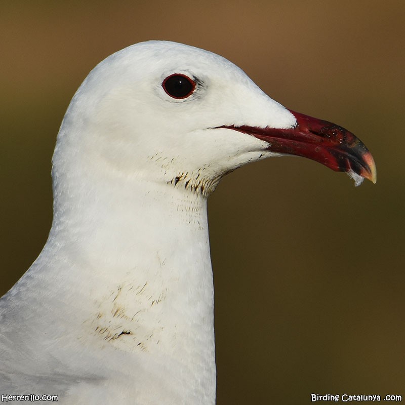 Audouin's Gull - ML620444459