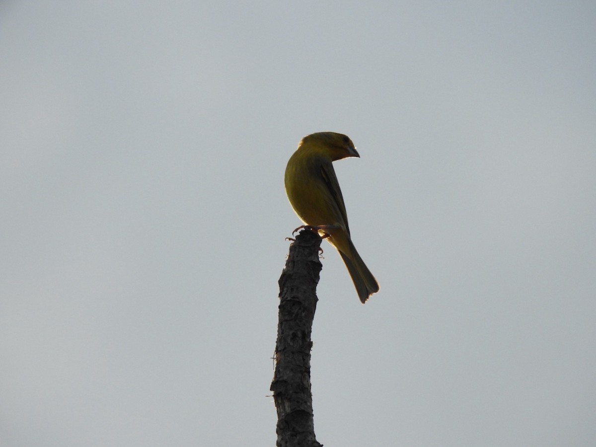 Saffron Finch - ML620444460