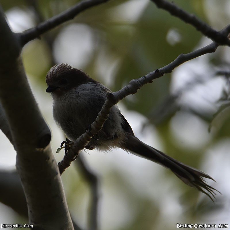 Long-tailed Tit - ML620444462