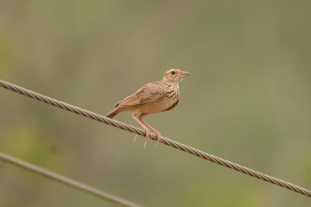 Jerdon's Bushlark - ML620444464