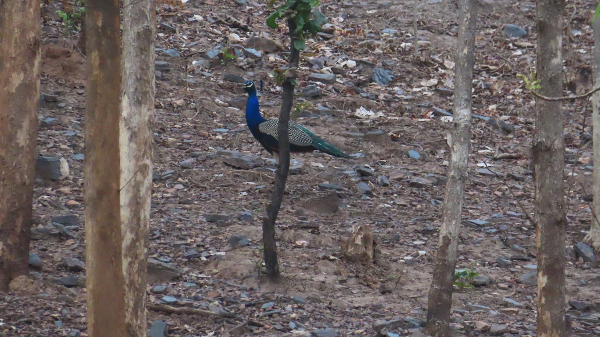 Indian Peafowl - ML620444467