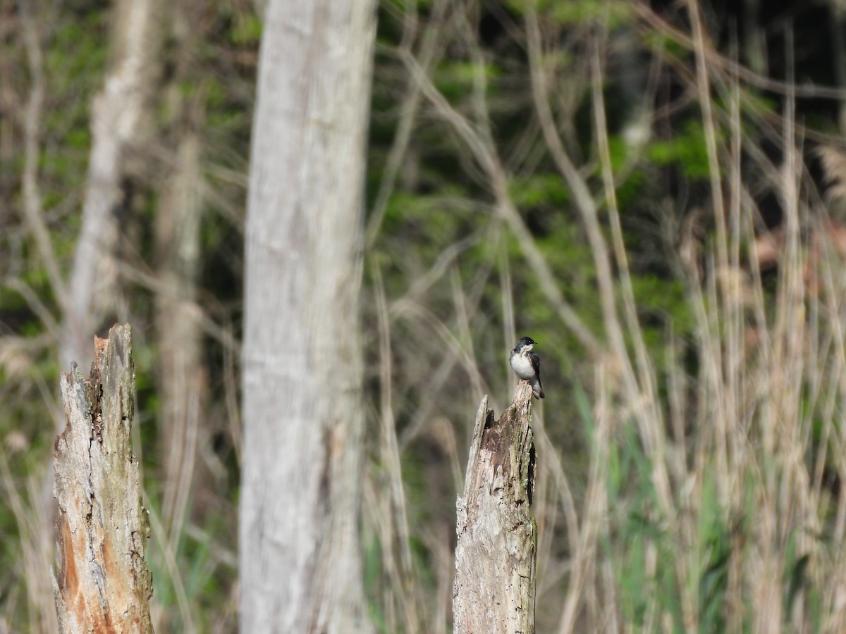 Tree Swallow - ML620444470