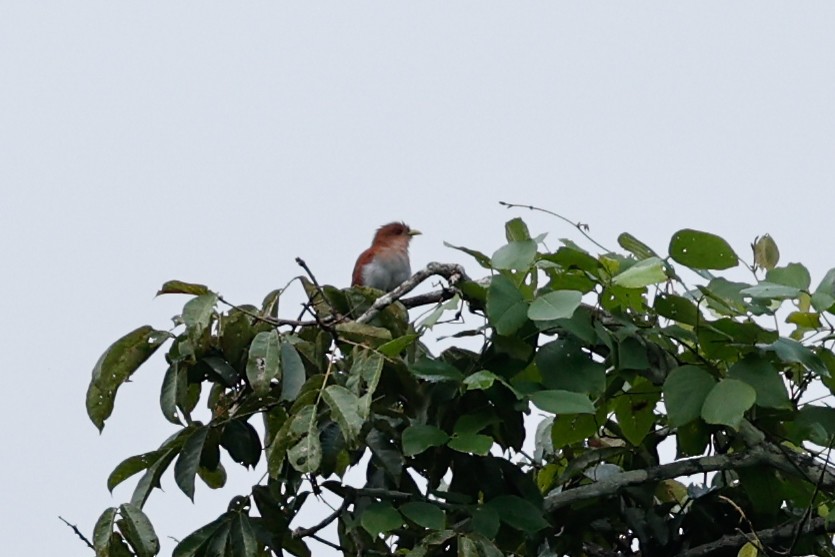 Squirrel Cuckoo (Amazonian) - ML620444475