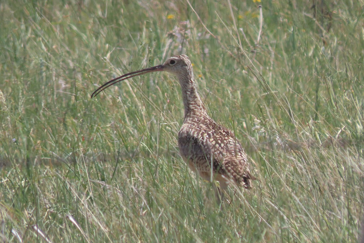 Long-billed Curlew - Mike Lesnik