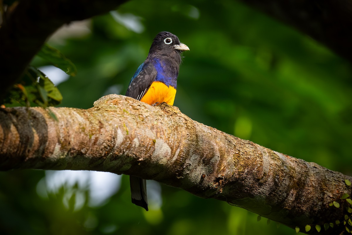 Ak Kuyruklu Trogon - ML620444481