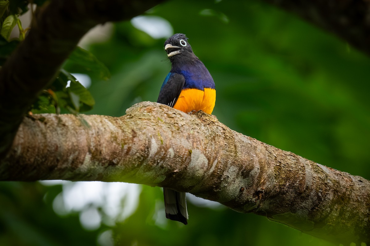 White-tailed Trogon - ML620444484