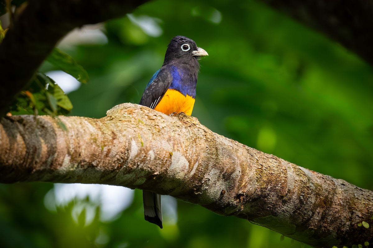 Ak Kuyruklu Trogon - ML620444485