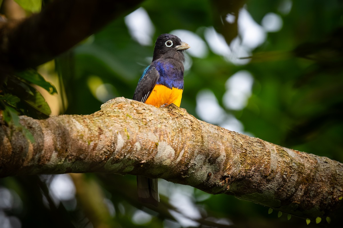 Ak Kuyruklu Trogon - ML620444487