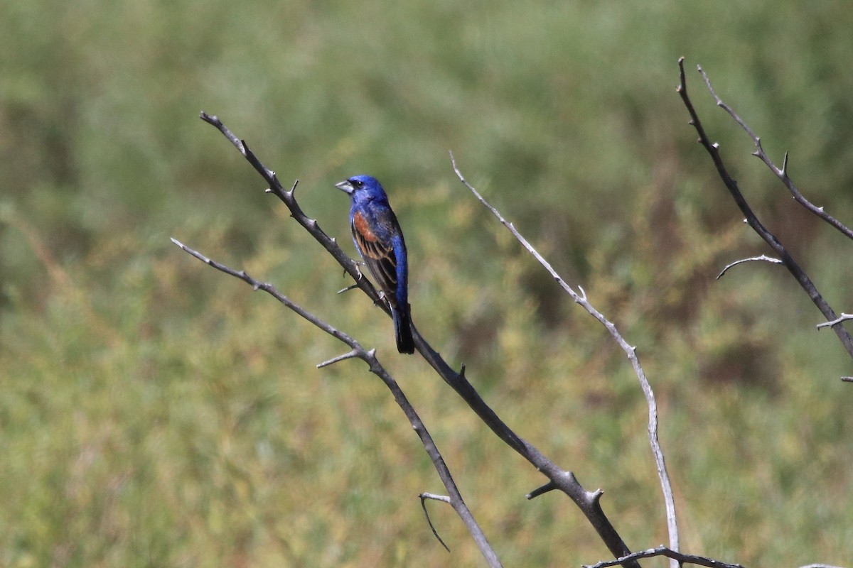 Blue Grosbeak - John Rawinski