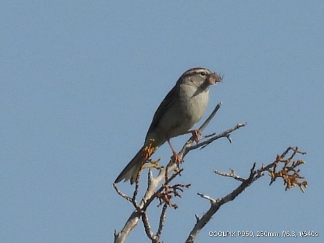 Chipping Sparrow - ML620444495