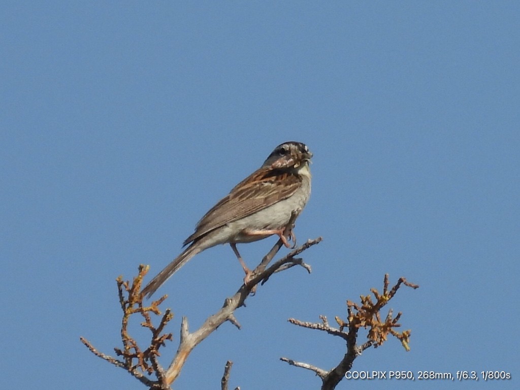 Chipping Sparrow - ML620444496