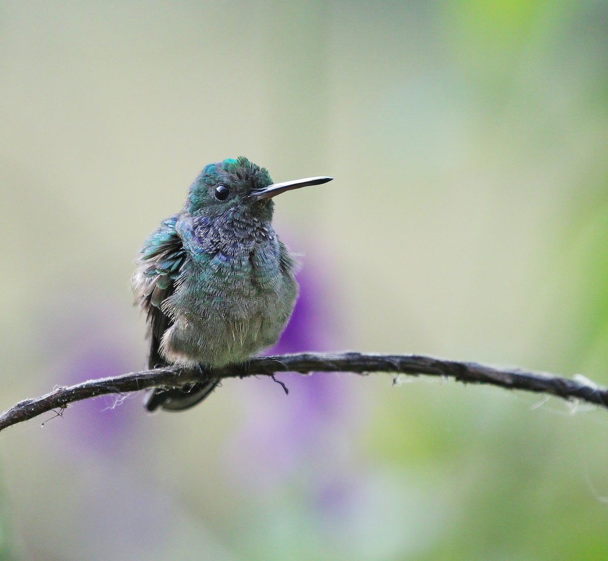 Charming Hummingbird - Richard Greenhalgh