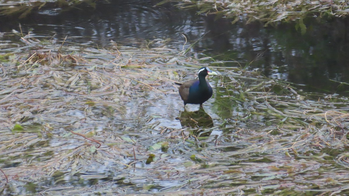 Bronze-winged Jacana - ML620444506