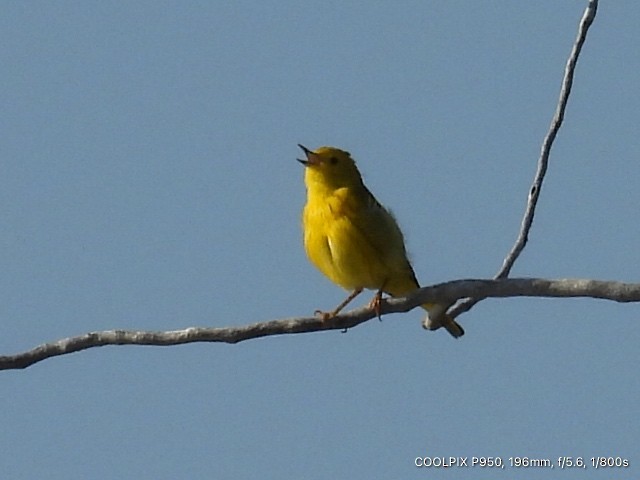 Yellow Warbler - Joyce Michael