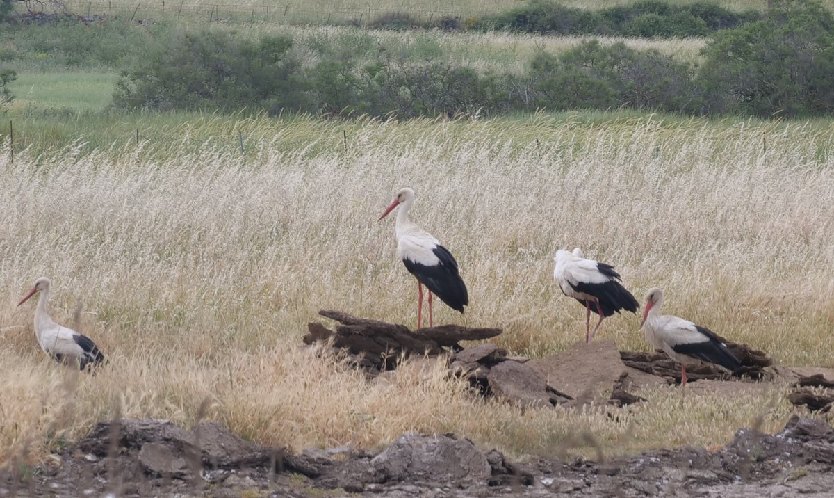 White Stork - ML620444509