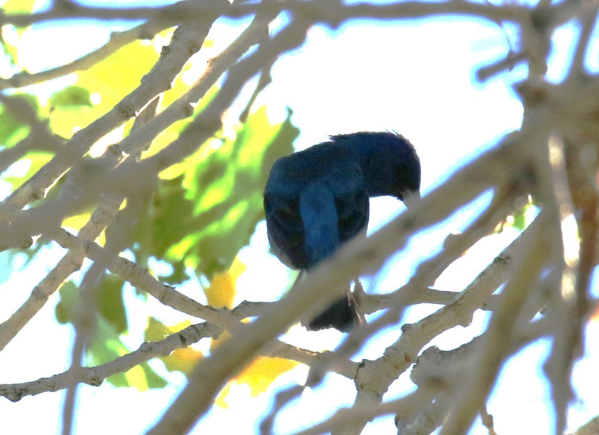 Indigo Bunting - Steve Stump