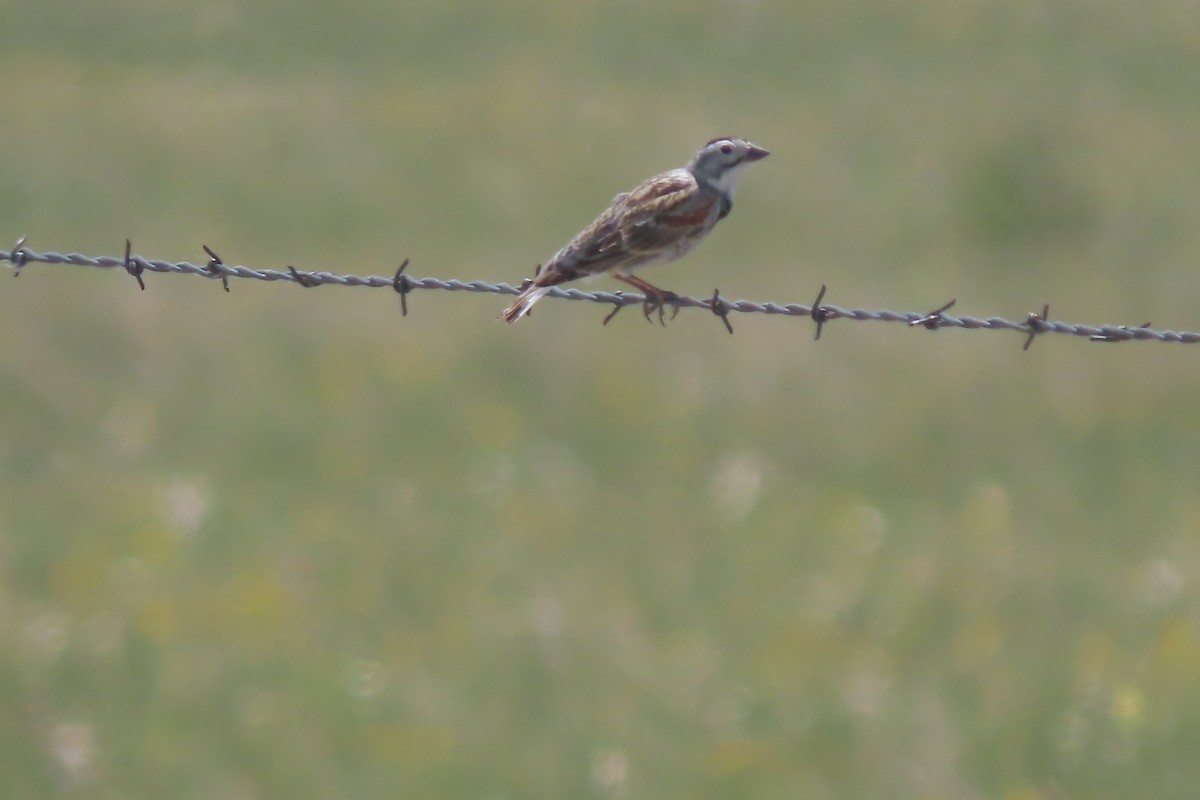 Thick-billed Longspur - ML620444513