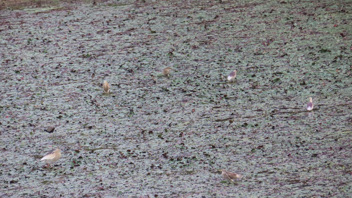 Indian Pond-Heron - ML620444514