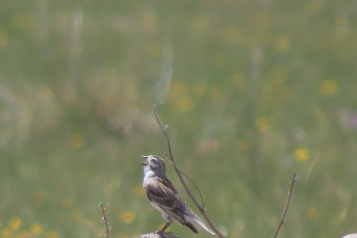 Thick-billed Longspur - ML620444520