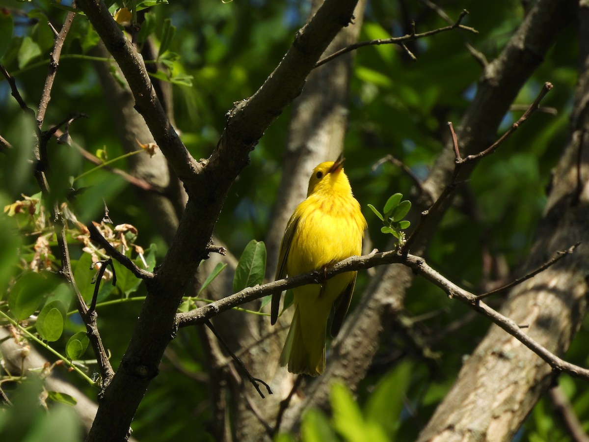 Yellow Warbler - kerry chios
