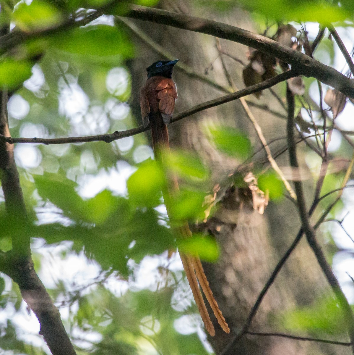 Amur Paradise-Flycatcher - ML620444525