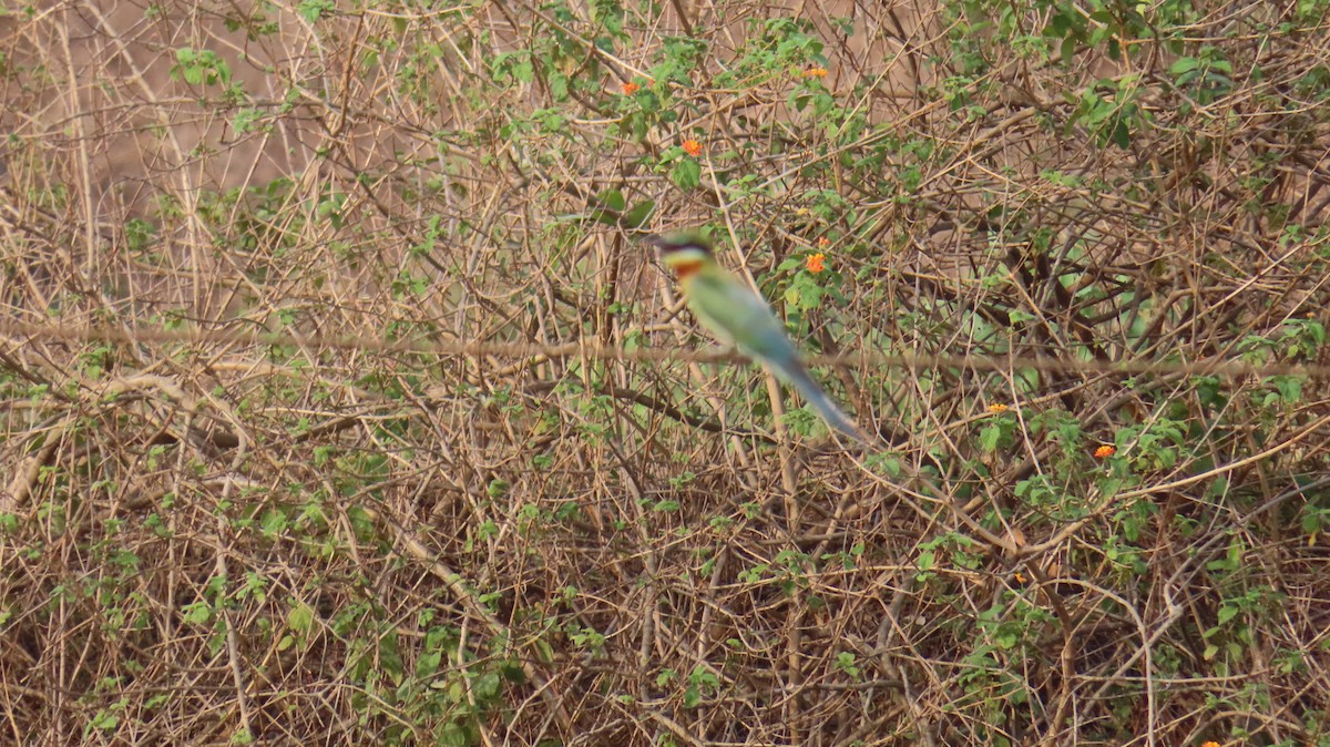 Blue-tailed Bee-eater - ML620444529
