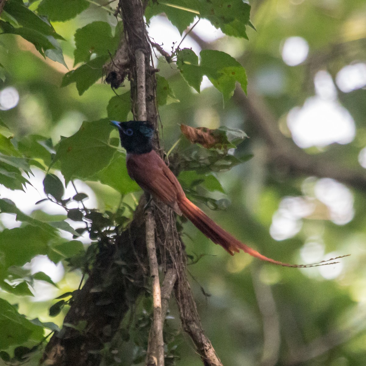 Amur Paradise-Flycatcher - ML620444530