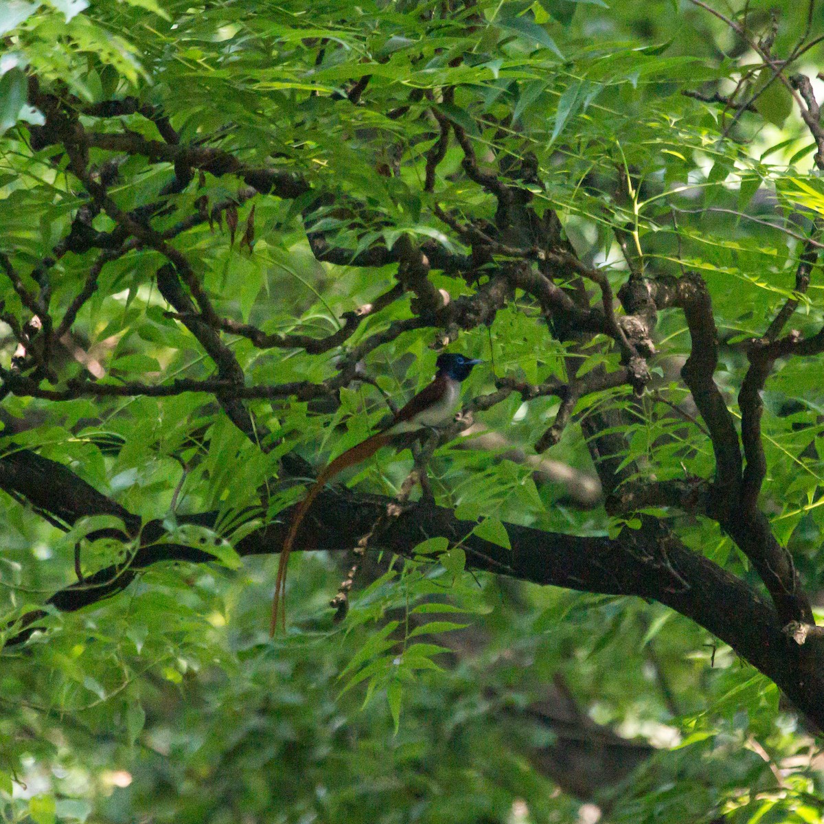 Amur Paradise-Flycatcher - ML620444535