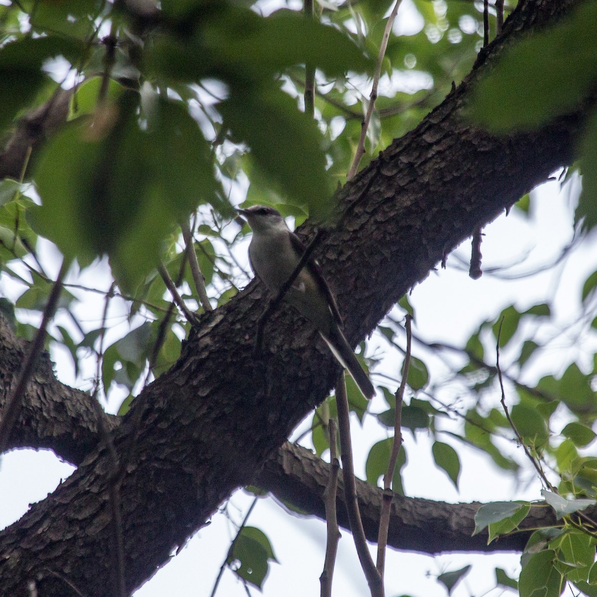 Brown-rumped Minivet - ML620444537