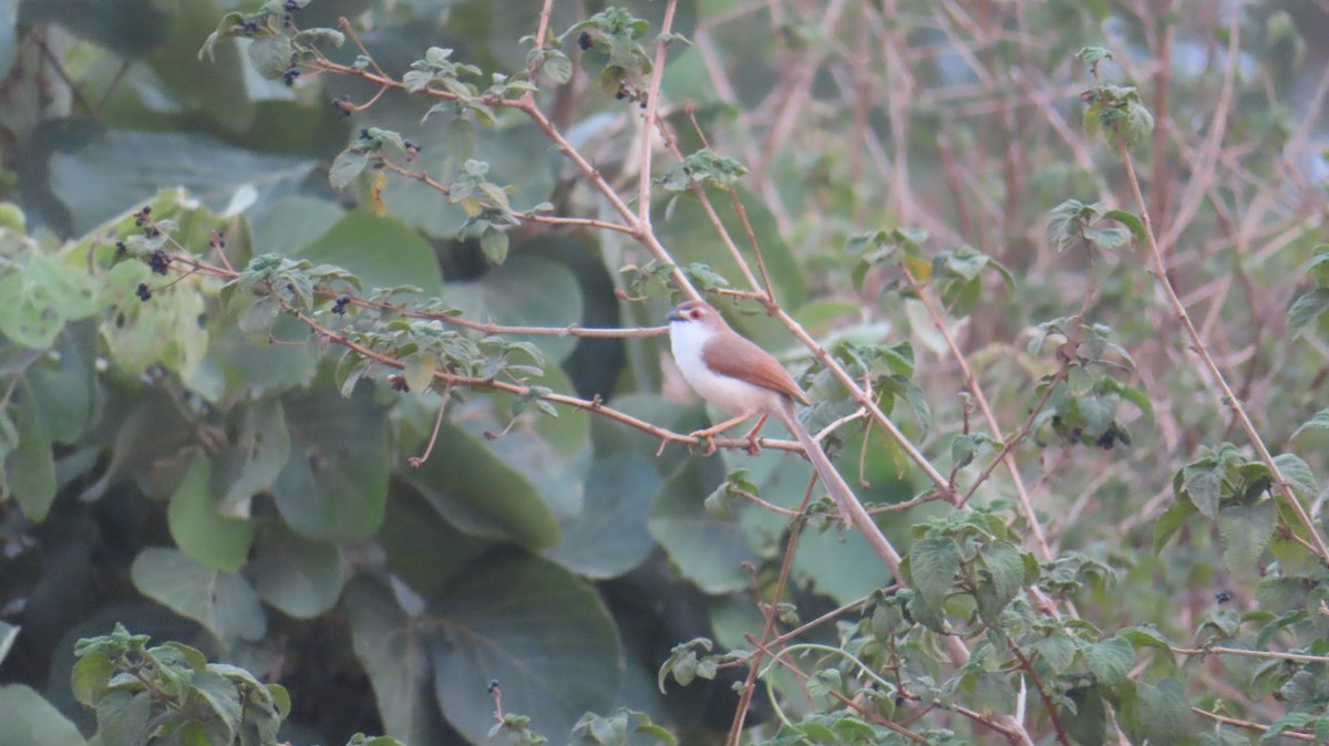 Yellow-eyed Babbler - ML620444539