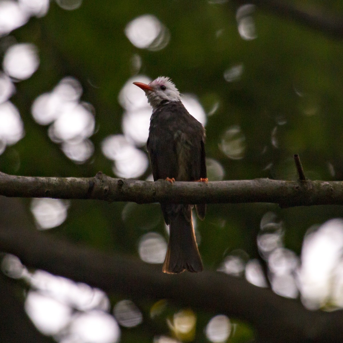 Black Bulbul - ML620444544