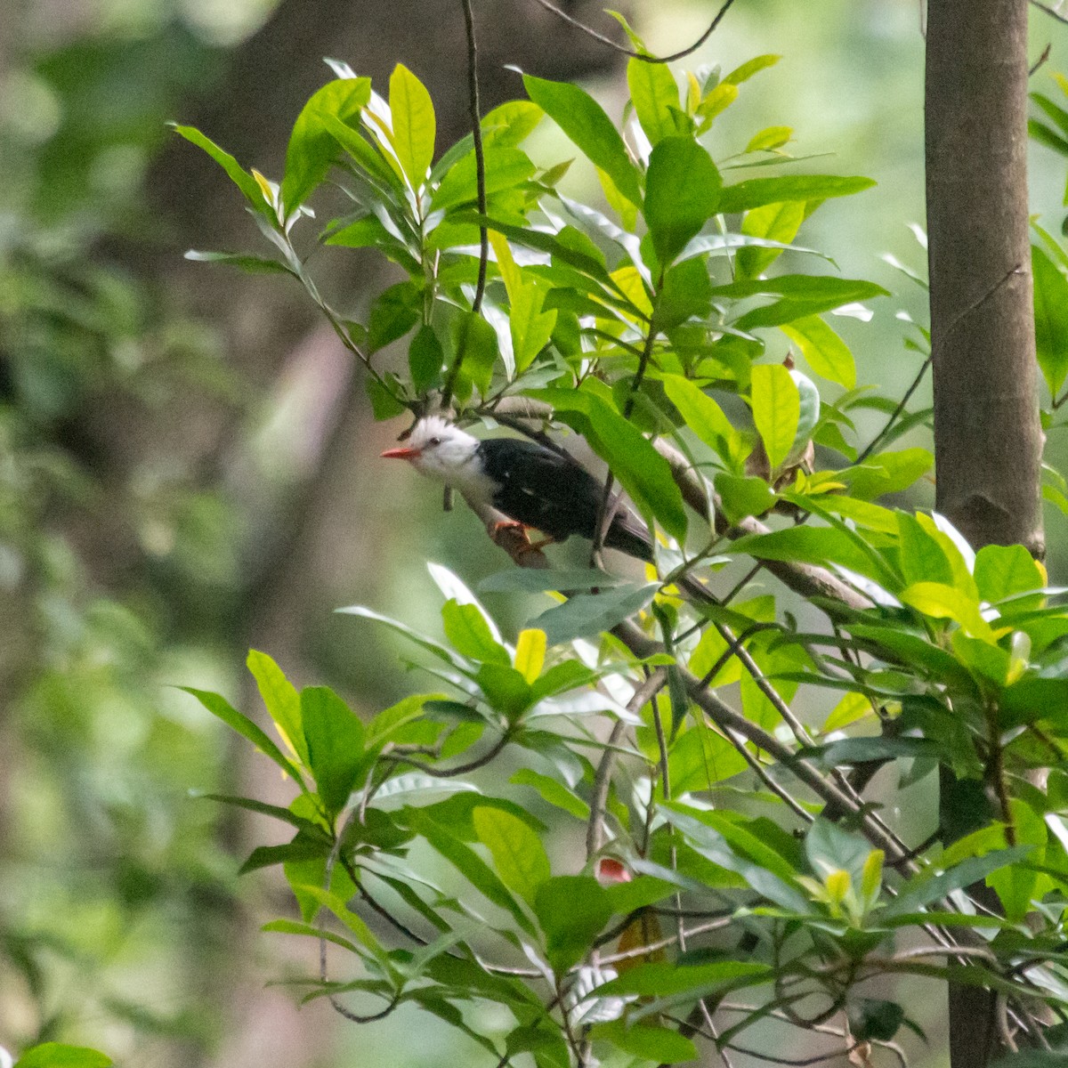 Bulbul Negro - ML620444545