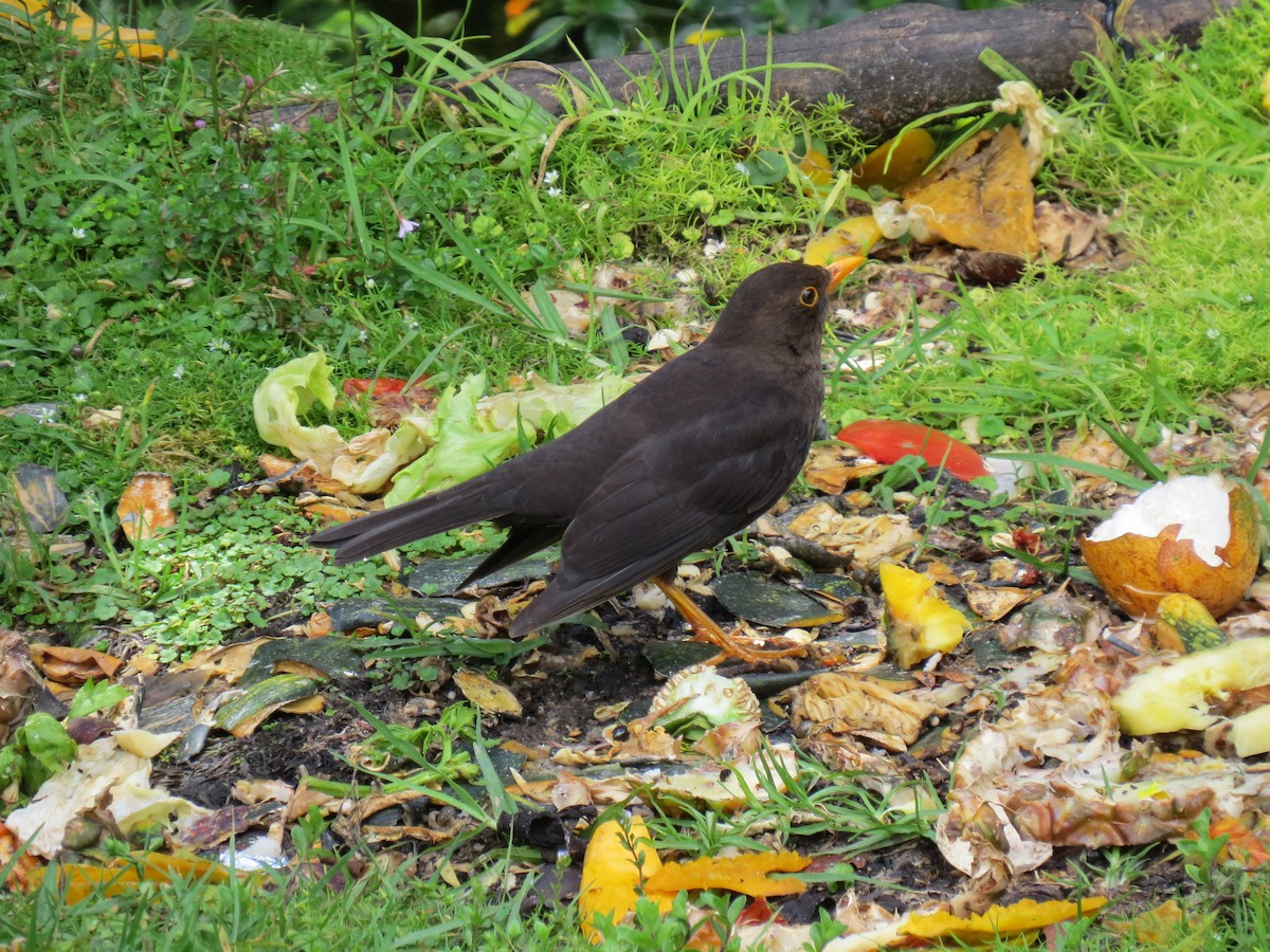 Island Thrush (Papuan) - ML620444551