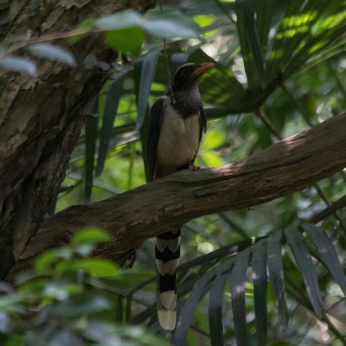 Red-billed Blue-Magpie - ML620444559