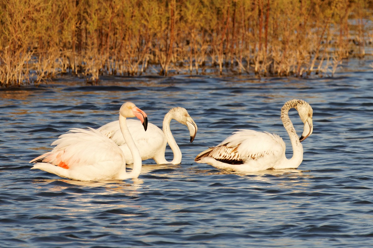 Flamant rose - ML620444573