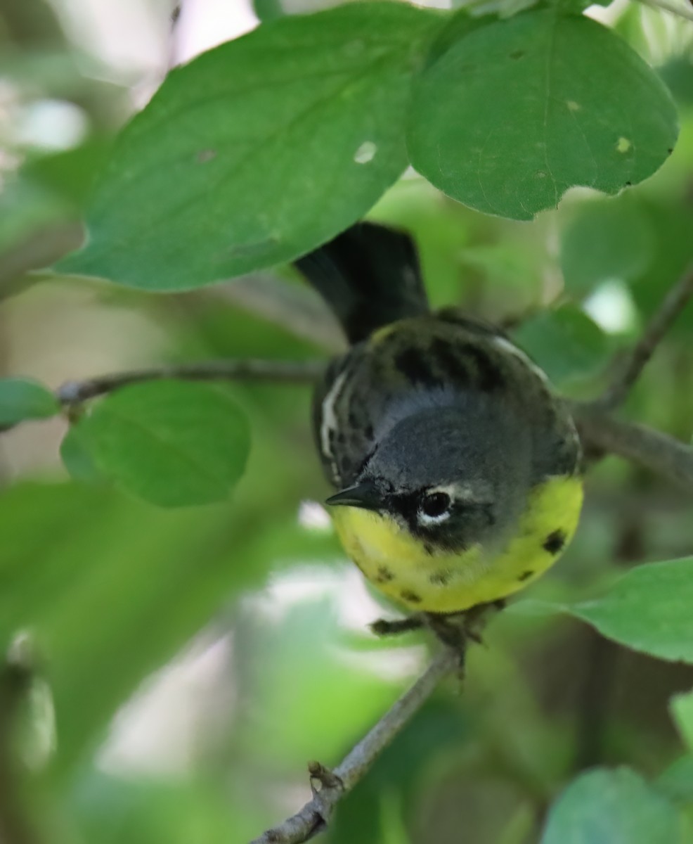 Magnolia Warbler - ML620444574