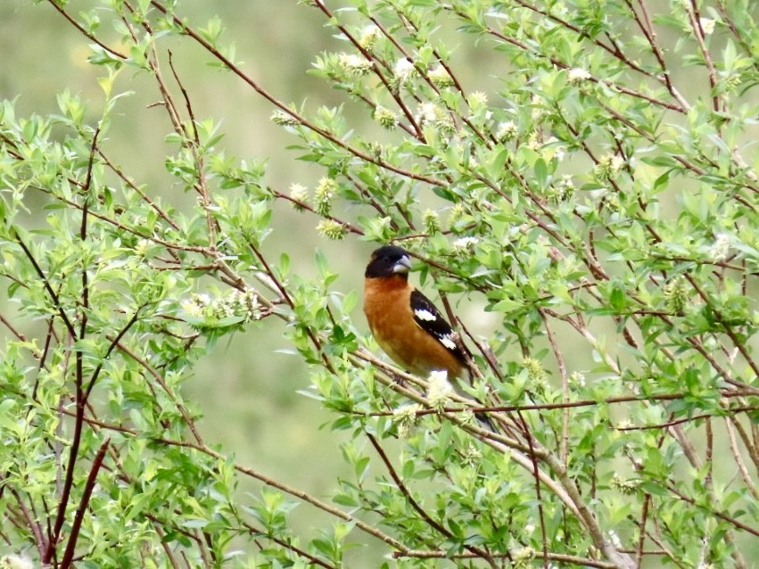 Black-headed Grosbeak - ML620444575